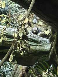 南京紅山森林動物園