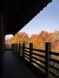 去逍遙津務必上逍遙閣中式秋景太絕了