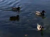 巴塞周邊小眾寶藏Lake of Banyoles
