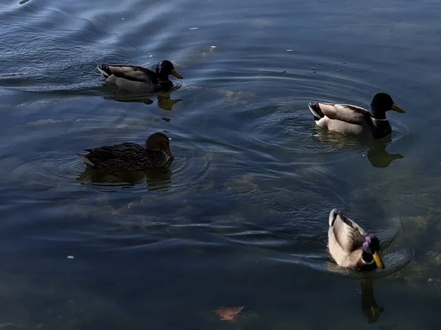 巴塞周邊小眾寶藏Lake of Banyoles 巴塞周邊小眾寶藏Lake of Banyoles