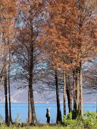 愛回收|來大理直接複製這條洱海一日遊路線!