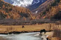 稻城亞丁|秋天一定要走這條新手友好路線!