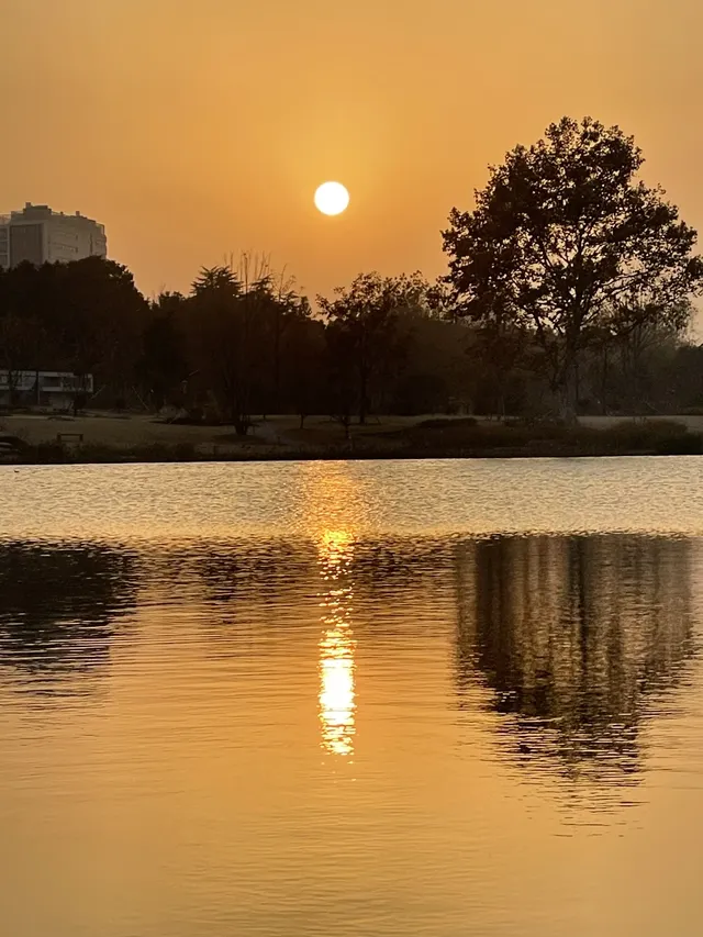 上海植物園紅葉撿秋墜美機位