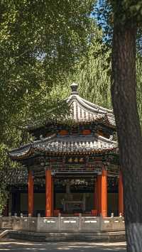 祁連山野花醉美季