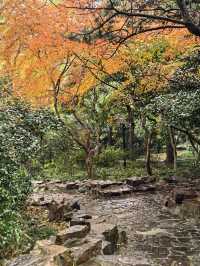 上海人民公園層林盡染,藏不住的秋日浪漫!