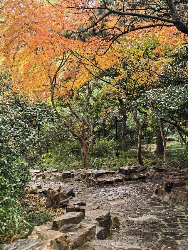 上海人民公園層林盡染,藏不住的秋日浪漫! 上海人民公園層林盡染,藏不住的秋日浪漫!