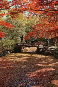 被驚艷到了!不用出滬也能欣賞到紅楓美景!