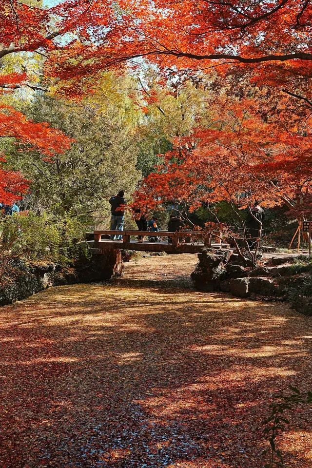 被驚艷到了!不用出滬也能欣賞到紅楓美景! 被驚艷到了!不用出滬也能欣賞到紅楓美景!