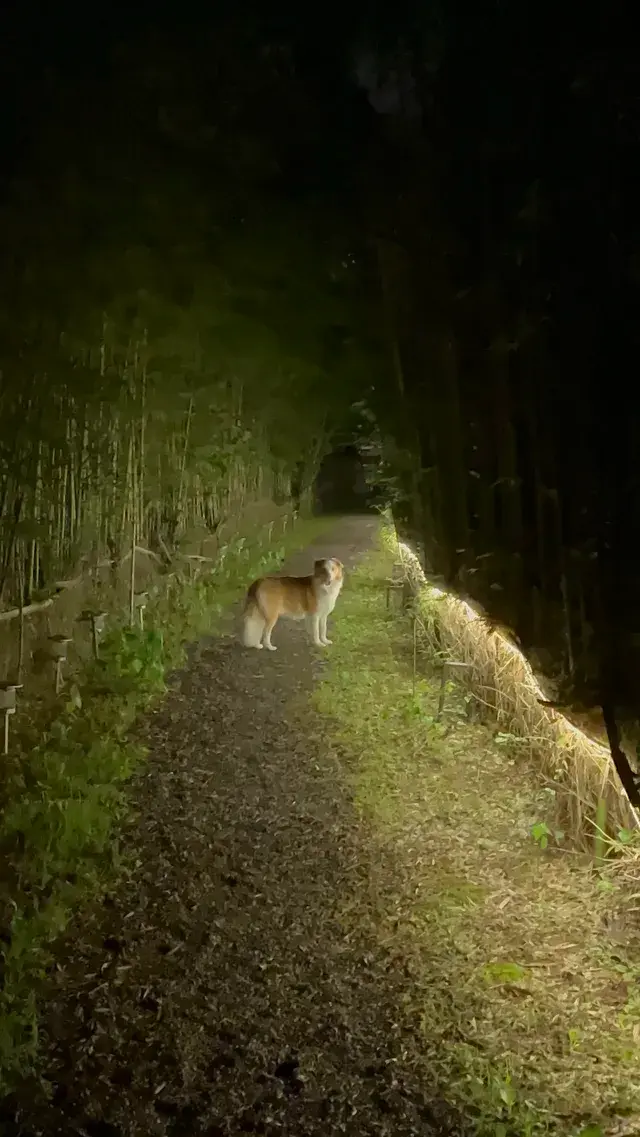 在莫干山見到了頂級的寵物友好 在莫干山見到了頂級的寵物友好