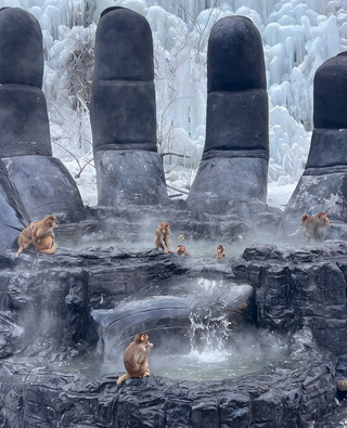 Monkey Brother Soaking in the Wuzhishan Hot Springs