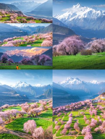 Countdown to the Nyingchi Peach Blossom Festival: Save this spring photography guide