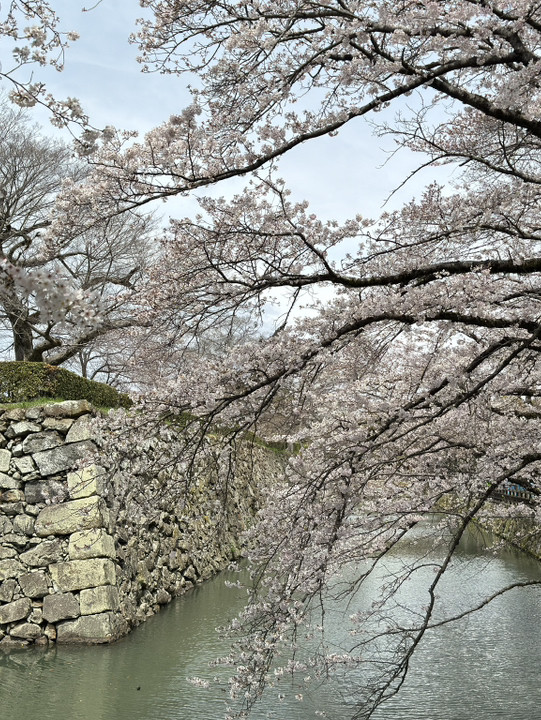 白鷺城の麓に吹雪の中、千本の桜が咲き誇る！世界遺産である姫路公園