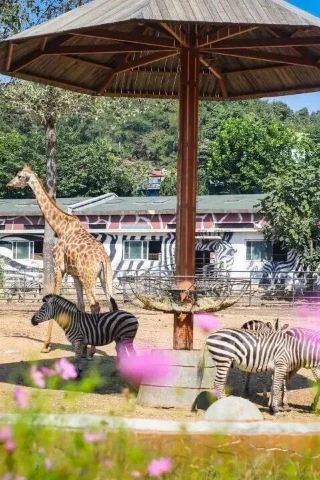 Liaoning Zoo Spring Cute Pet Season
