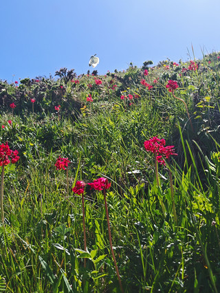 東靈山胭脂花開|暖風晴日醉胭脂，艷紅凝露萬千枝