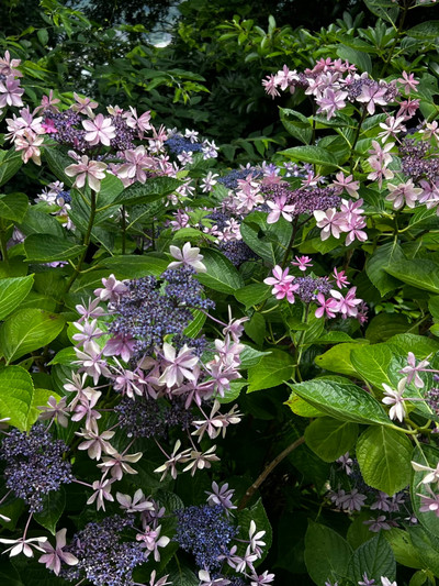 Hidden gem near Tokyo! Shimoda Park in Izu: 3 million hydrangeas