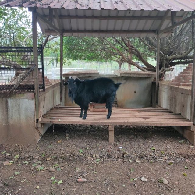 媲美動物園的台灣山豬城