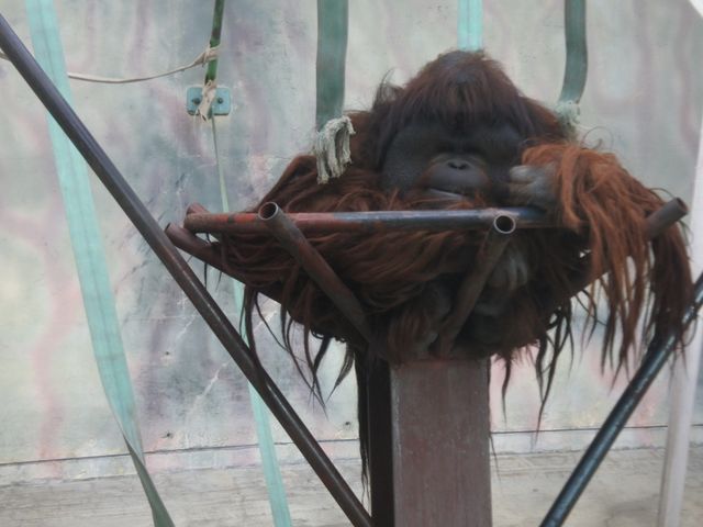 【神戸市立王子動物園】上野動物園並みの大充実