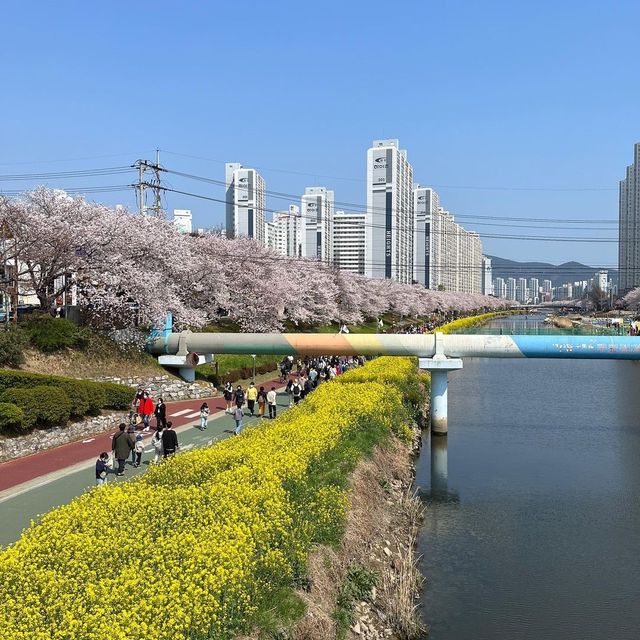 부산 유채꽃 & 벚꽃 거리 가볼만한곳 추천지!