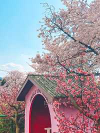 대구의 벚꽃 명소! 이월드🌸