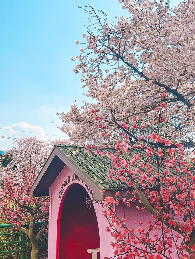 대구의 벚꽃 명소! 이월드🌸