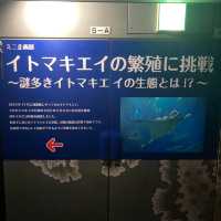 イトマキエイの観察ができるのは世界中探しても海遊館のみ！