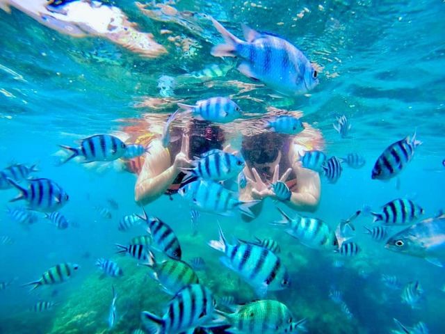 ดำน้ำดูปลานีโม่ @เกาะเสม็ด ระยอง 🐠