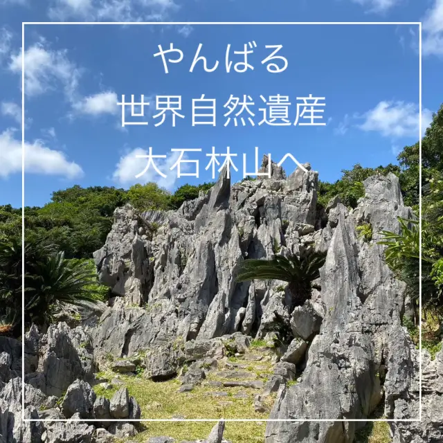 【沖縄県】やんばる世界自然遺産　大石林山！