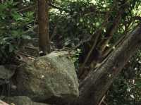 The Hidden Falls ในสวนลับ ลานกางเต็นท์ริมลำธาร🌿