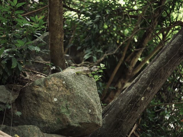 The Hidden Falls ในสวนลับ ลานกางเต็นท์ริมลำธาร🌿