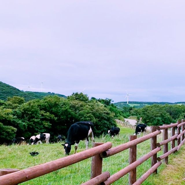 🌬️ 평화로운 초록과 자연 , 강릉 대관령 삼양목장