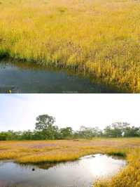 ทุ่งดอกไม้ป่าบาน วนอุทยานน้ำตกผาหลวง