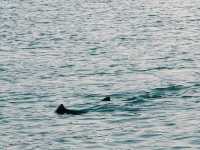 Pink Dolphins at Khanom, Nakhon Si Thammarat 