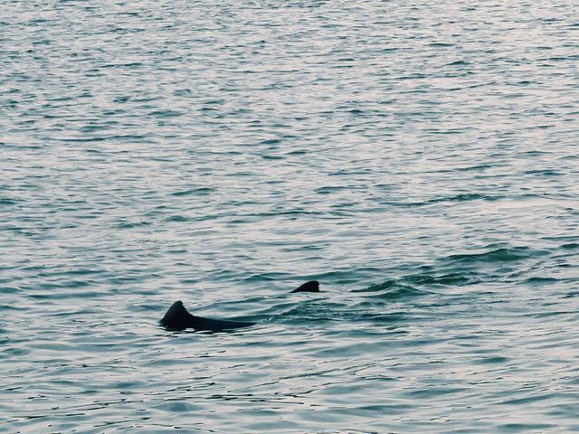 Pink Dolphins at Khanom, Nakhon Si Thammarat 