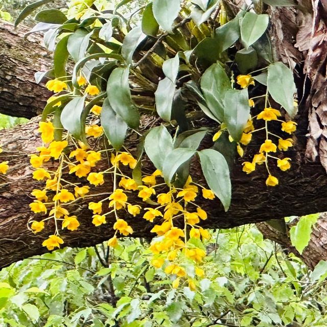 賞花日