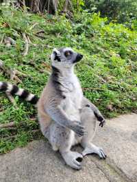 深圳動物園一天遊