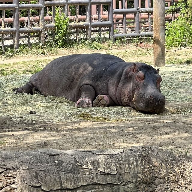 首爾大公園：動物園一日遊～