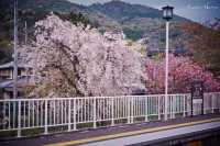 Arashiyama Bamboo Grove & Togetsu-kyo Bridge