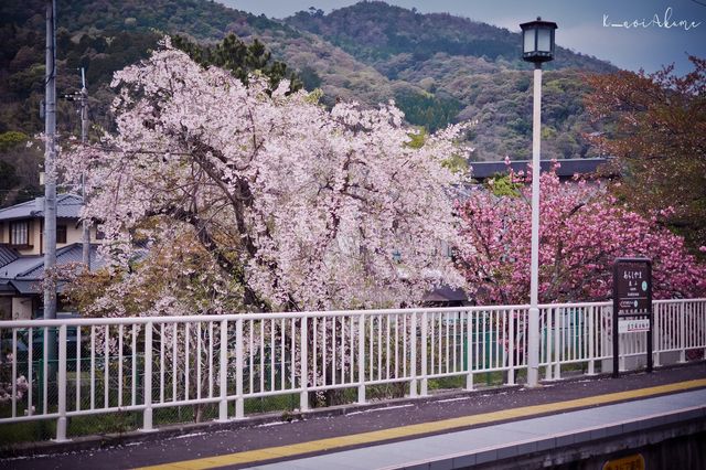 Arashiyama Bamboo Grove & Togetsu-kyo Bridge