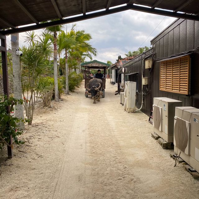 竹富島「水牛車コース」ニーラン君はのんびり集落を歩いてくれました