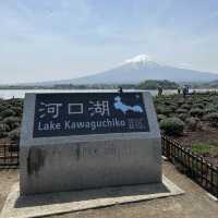 富士山河口湖大石公園🗻🌟