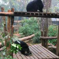 Kuang Si Waterfall: Nature's masterpiece unveiled