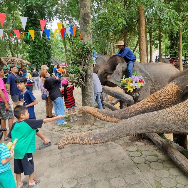 ศูนย์อนุรักษ์ช้างไทยลำปาง