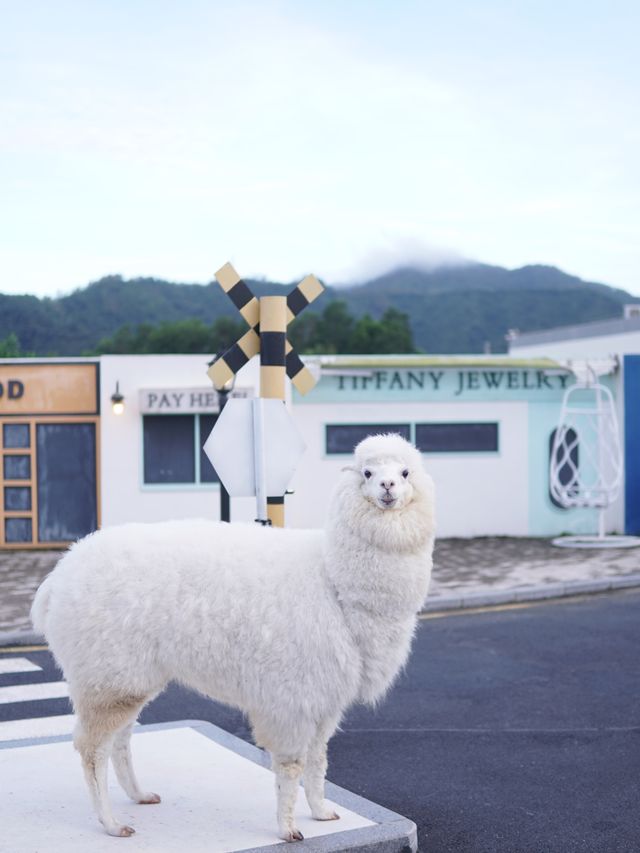 親子遊💙☁️｜草泥馬陪你Chill一整天🦙