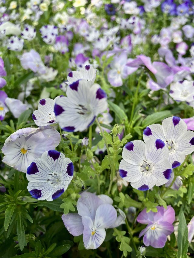 國營常陸海濱公園 *最美粉蝶花海*