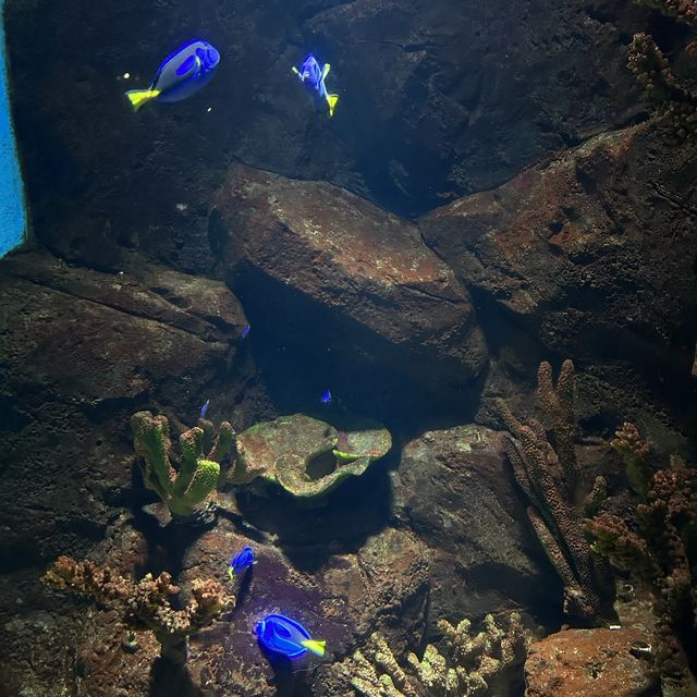 大邱の新世界デパートに水族館！？