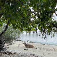 West Bali National Park