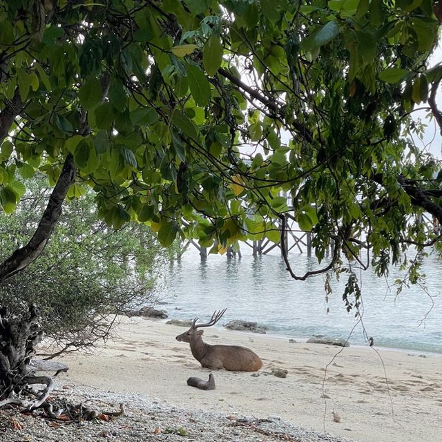 West Bali National Park