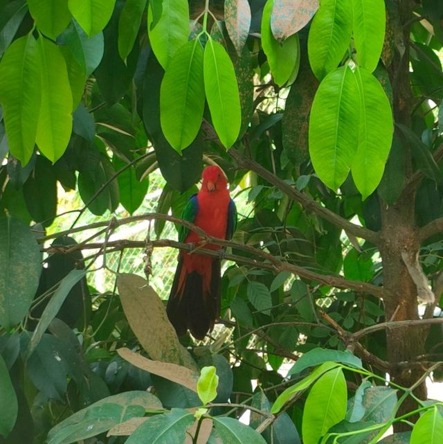 Birdie moment @ bird paradise 