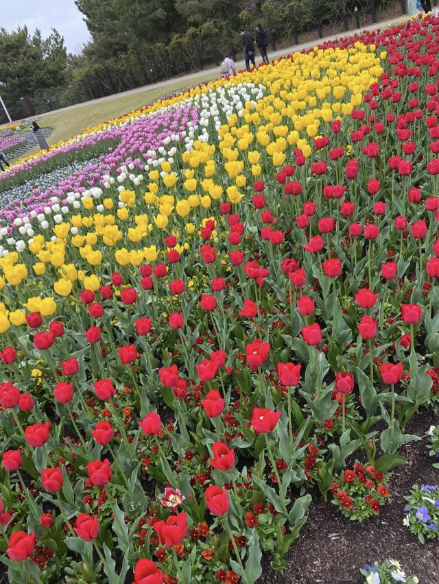 花海與歡樂童話🌺🎠🌳 國營明石海峽公園
