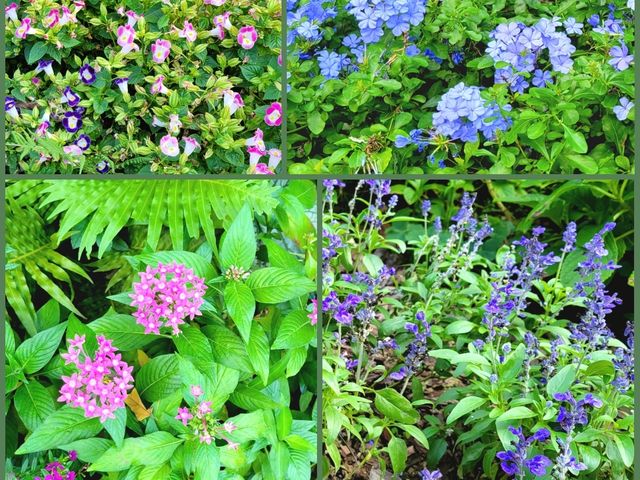深圳市仙湖植物園